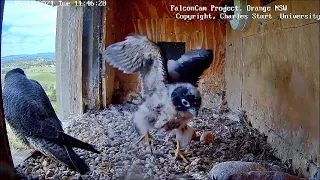 Yurruga has big flaps, looks out from ledge ~ ©FalconCam,  CSU, NSW