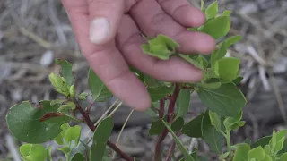 Part 1: Mule Deer Summer Range Talk with ODFW Habitat Biologist