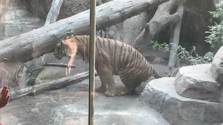 San Diego Zoo short