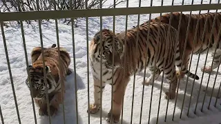 Дружные тигры всегда рады гостинцам🐯🍗 ПАРК ЗЕМЛЯ ПРАЙДА 🌿