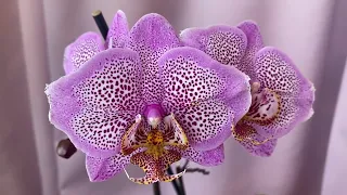 Майское цветение орхидей!