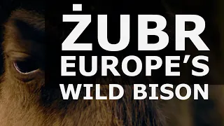 Earth Day 2021 |  European Bison Population Has Grown!