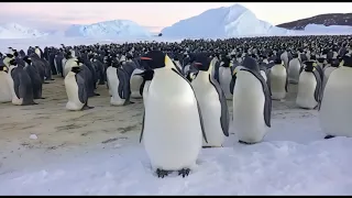 The Horde of Emperor Penguins