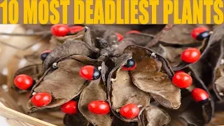 Top 10 Most Deadliest Plants In The World | how they kill you...