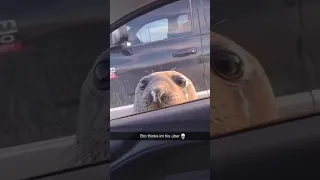 Funny animal videos I found on Instagram and Tiktok #shorts