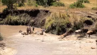 Lion attack a group of Zebra and (kills) Wildebeest Masai Mara