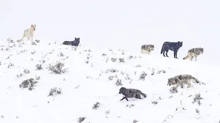 Yellowstone's Winter Wolves (Wapiti Lake Pack, 2020)