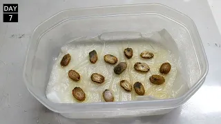 How To Sow Bitter Melon Seeds | Momordica charantia