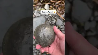 Golden Ammonite Found Amongst The Rocks