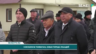 В Бескарагае появилась новая порода лошадей