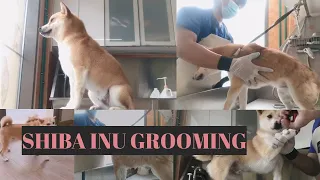 Shiba Inu Grooming |  Bunny TV