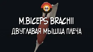 Двуглавая мышца плеча (m. biceps brachii) 3D Анатомия