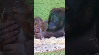 Incredible Baby Orangutan Kisses His Mother For The First Time #shorts