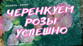 Черенкование роз. Ноябрь -  Июнь