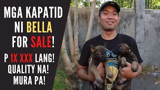 Vlog 43: BELGIAN MALINOIS FOR SALE!! San Jose Occ. Mindoro