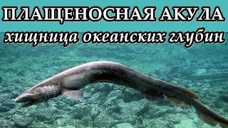 ПЛАЩЕНОСНАЯ АКУЛА - Хищница океанских глубин