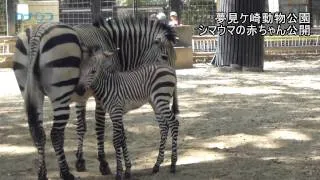 シマウマの赤ちゃん公開、夢見ケ崎動物公園で/神奈川新聞(カナロコ)