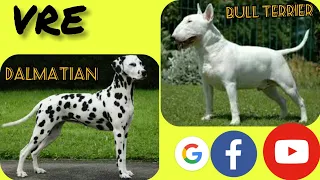 TOP10 Cross mixes  dogs # 5 (  Labrador, Beagle, Sharpei, Dalmatian, St Bernard, Bull terrier,Boxer