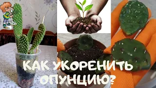 Как укоренить неприхотливый быстрорастущий кактус опунцию (Opuntia)? Размножение черенками