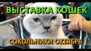 Выставка кошек.Сокольники.Октябрь