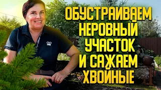 Обустраиваем неровный участок и сажаем хвойные