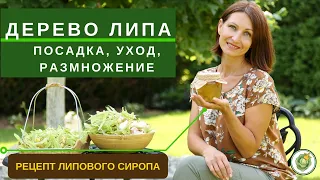 ЛИПА - посадка, уход, размножение, использование в ландшафте//сбор и заготовка липового цвета