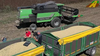 Ackerbohnen 2020 - ökologische Landwirtschaft in Niedersachsen - Deutz-Fahr beans combine harvester