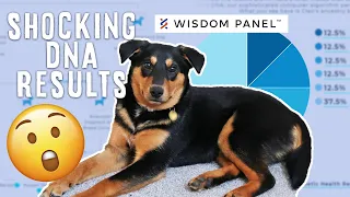 Shocking Rescue Dog DNA Results (Romanian Rescue) | WISDOM PANEL 2.0