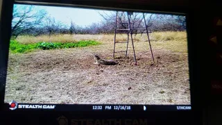 Large South Texas bobcat in the wild on video