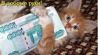 Смешные картинки про кошек и котят Выпуск №74  FUNNY CATS СМЕШНЫЕ КОШКИ