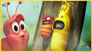 LARVA CARTOON FULL EPISODE SS6 | CARTOONS MOVIES NEW VERSION | THE BEST OF CARTOONS BOX