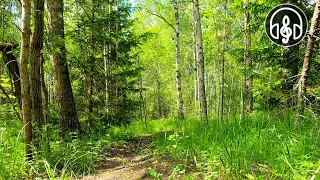 Relaxing birdsong in the morning forest. The best bird song.