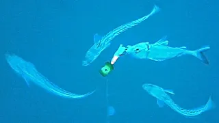 Fishing with an Underwater Camera - Compilation with WaterWolf2.0 CROATIA