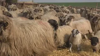 In vizita la Stana domnului Petre de la Luna, Cluj - 2018