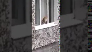 Кота отговаривают прыгать из окна