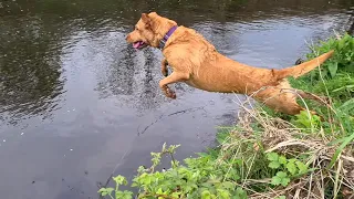 Jumping labrador.