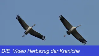 Herbstzug der Kraniche