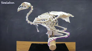 Avian Skeleton, structures of Flight