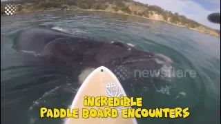 Incredible Paddle Board Moments | Paddle boarding