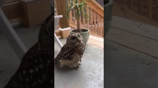 The Affection Of A Barred Owl