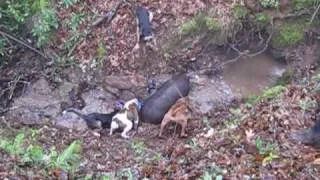 head shot wild pig with dogs