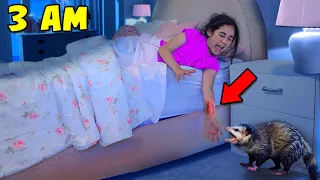 We Got Attacked By Possums In the Middle Of The Night!! (THE SERIES) 🎬 | Jancy Family