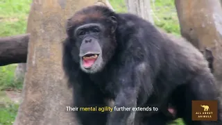 Marvels of the Monkey World