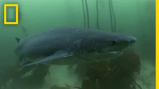 The Cookiecutter Shark | Sharks of Bermuda Triangle