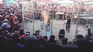 Horrifying footage: Circus tiger breaks through fence, injuring two kids