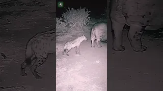 Hippo fart vs. hyena’s face