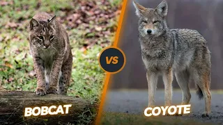 Bobcat Vs Coyote captured by Drone