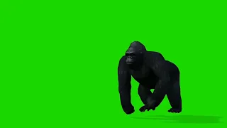 gorilla green screen video for editing animation, copyright free materials.