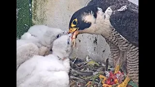 QHS Peregrines - Afternoon feeding 22/05/24