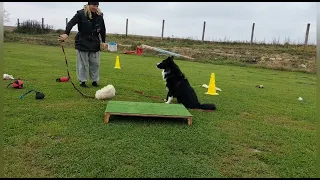 Border collie szkolenie OPIS⬇️ #szkoleniestacjonarne #szkoladlapsowzinternatem #happydogkaszuby